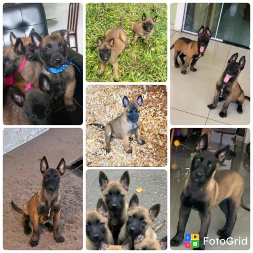 Vendo Filhotes Pastor Belga Malinois 
