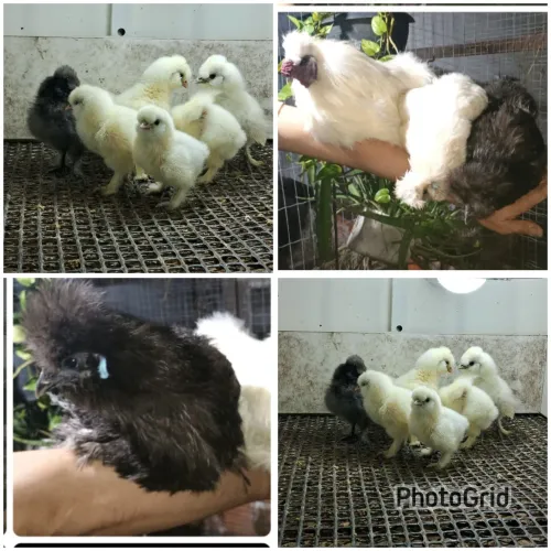Pintinhos de sedosa do Japão 