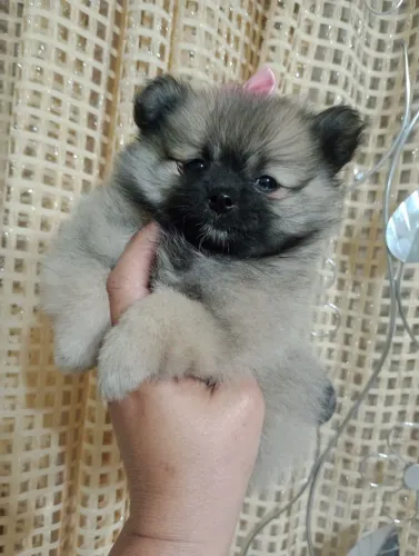 Spitz Alemão Anã fêmea, com pedigree entregamos. Em 10x.