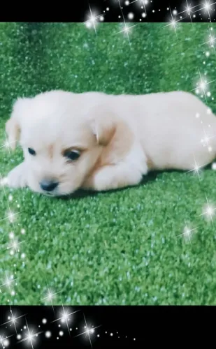 Filhote de cachorro