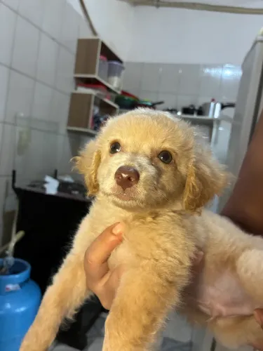 Cachorrinho fofo 