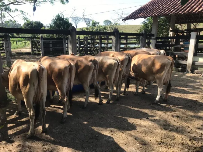 Vendas de animais da raça Jersey