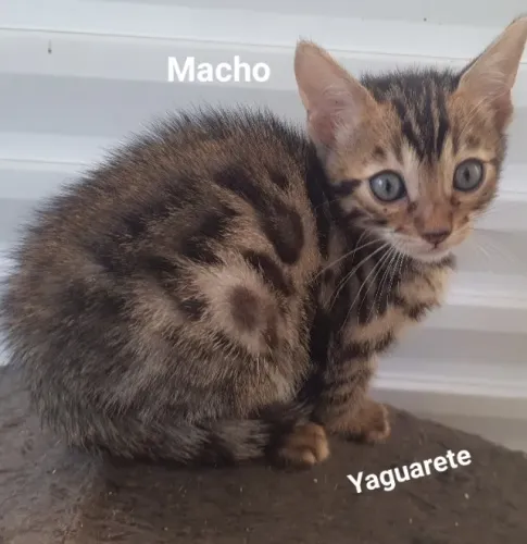 Gato bengal
