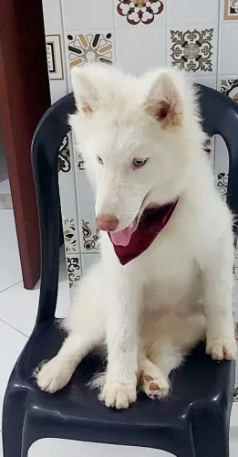 Husky siberiano macho olhos azuis
