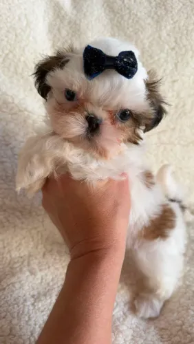 Shih Tzu. Uma mini princesa disponível!