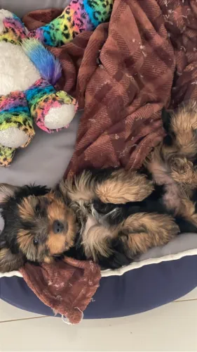 Yorkie filhote