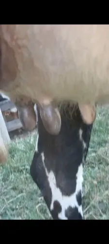Novinha de inseminação  
