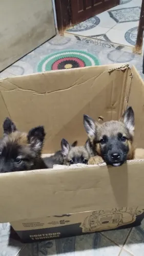 Pastor Malinois 