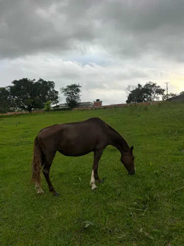 Égua