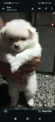 vendo splitz alemão