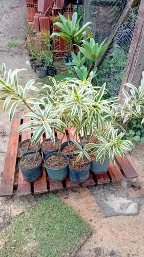 Plantas e jardins
