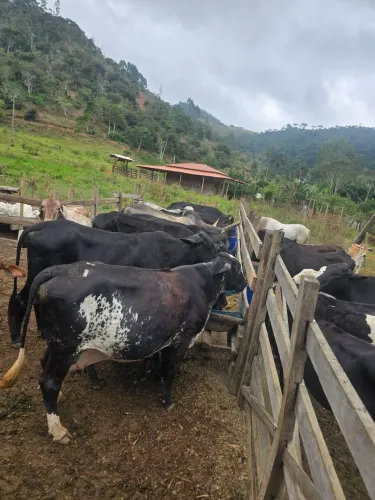 vacas leiteiras