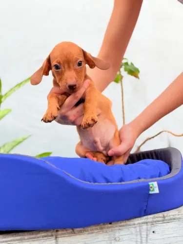 Dachshund macho olhos verdes