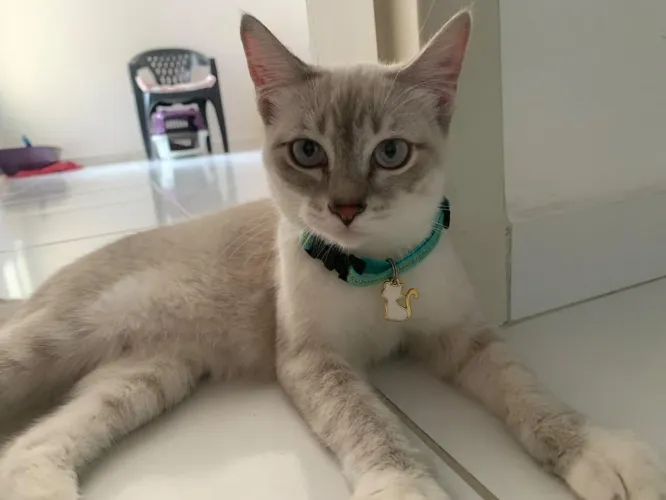 Gata fêmea castrada para adoção