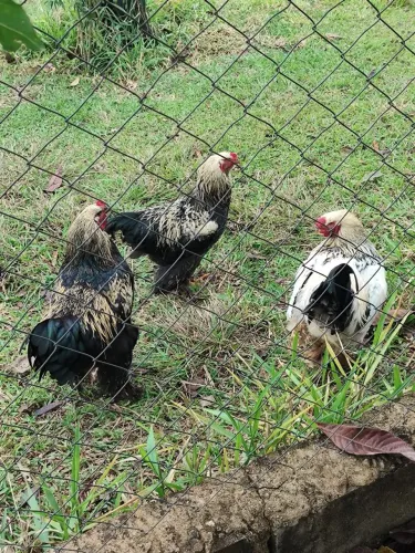 Vendo galos Brahma