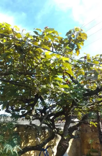 Mudas de frutas