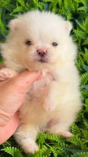 Lulu Super Anão lindo