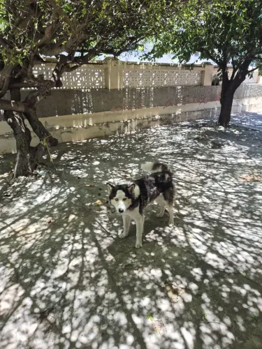 Husky doação