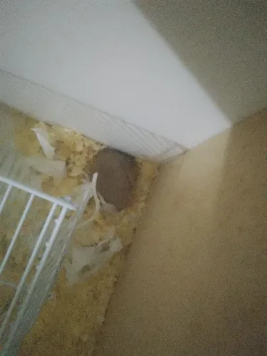 Vendo hamster