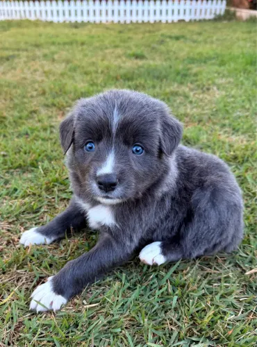 Border collie 990,00