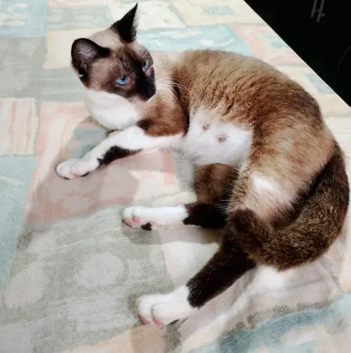 Doação Gata Adulta