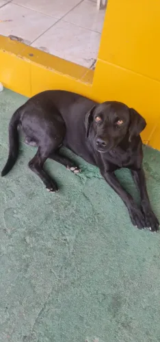 Para Adoção