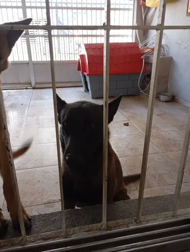 Filhotes de Pastor Belga Black