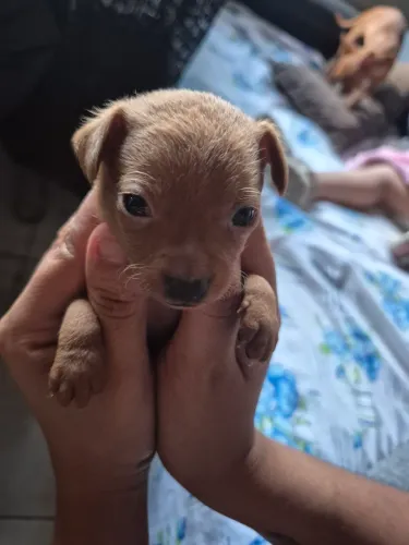 PINSCHER 0