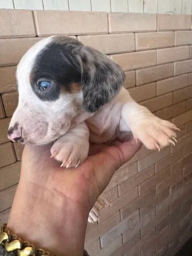 Daschund Basset salsicha linguiça