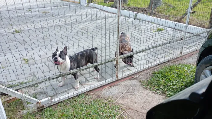 Bulldog francês