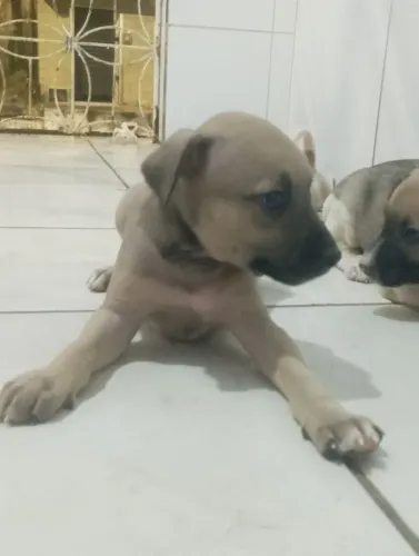 Filhotes de cachorro pra vender vira lata com labrador porte grande 
