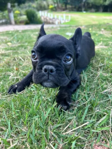 Venda de pets