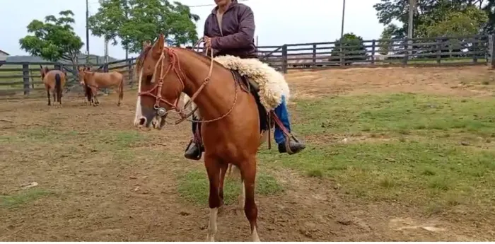 Cavalo Crioulo