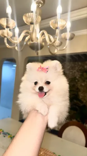 Lulu da Pomerânia - Fêmea