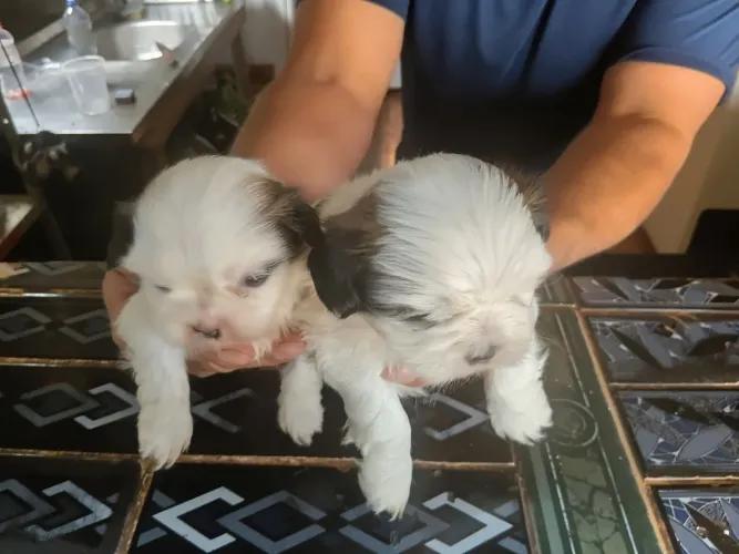 Vende filhotes de Shih tzu