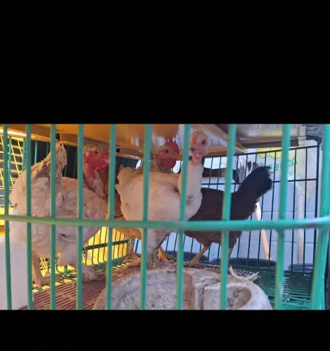 Franguinhas e frango