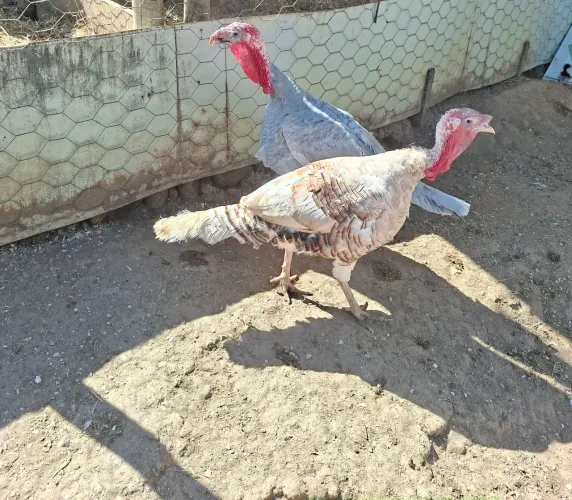 Peru