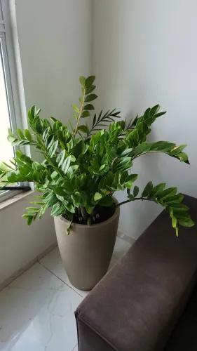 Planta zamioculca com jarro