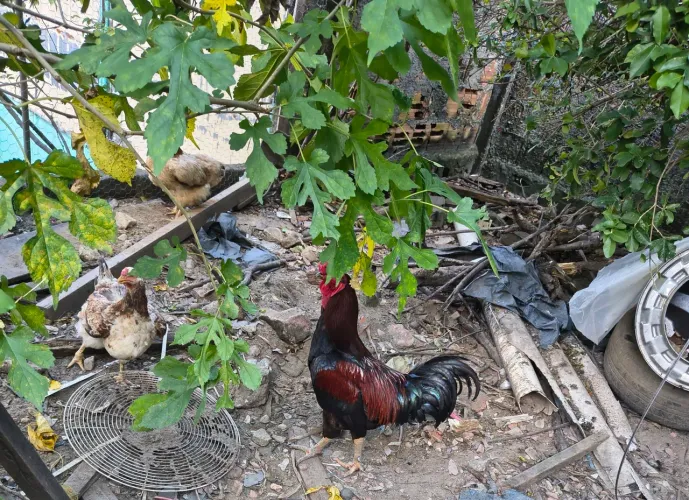 Vendo $350 todos galinha e galo total 7