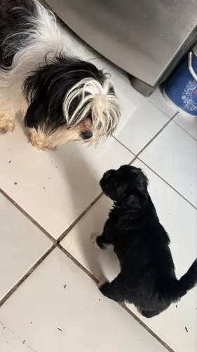 Vendo cachorro Shitzu Filhote 