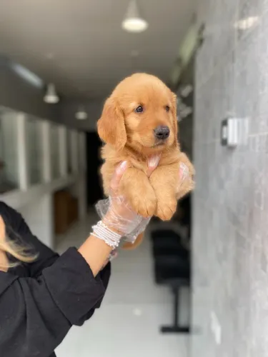 Golden Retriever - Amor à primeira vista