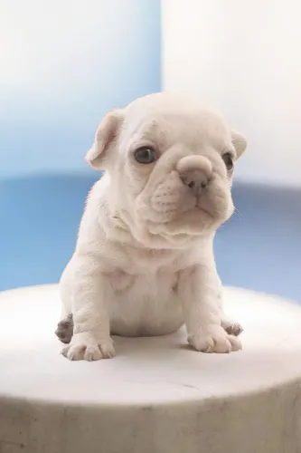Bulldog francês
