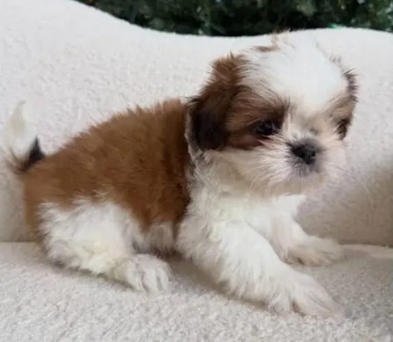 Shihtzu Mini Filhotes Cheios de Alegria.