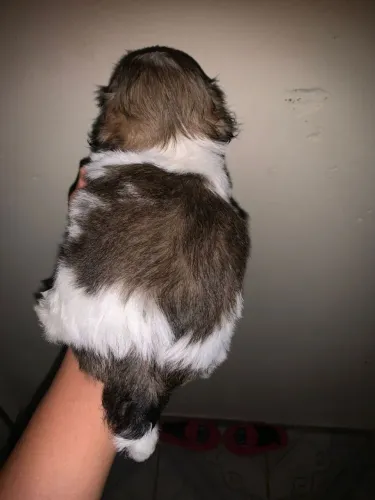 Shihtzu minibebelo