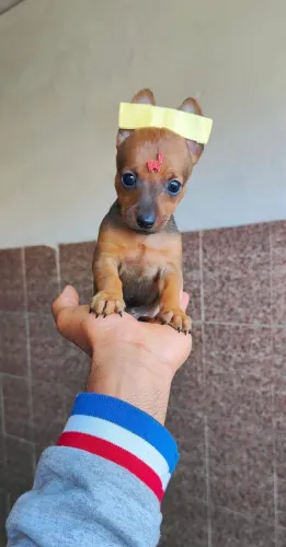 Pinscher com 55 dias vacinado 