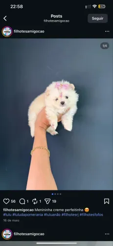 Filhote fêmea mini pomerania