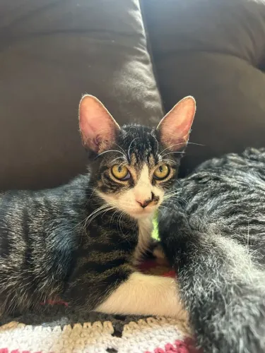 Gatinho macho com 3 meses vermifugado 
