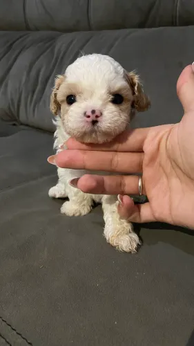 Shih Tzu Machos