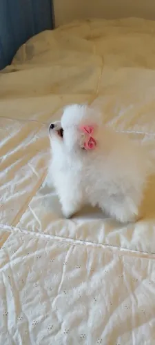 Spitz alemão