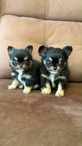 Chihuahua de pelagem longa - Black tan 